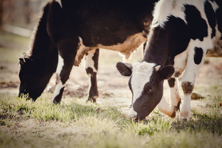 Portrait of a calf in a herd. Horned spotted cow. Portrait of a bull. A herd of cows is walking.の写真素材