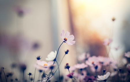 Unpretentious annual colorful camomiles - kosmeya. Kosmeya grow in the garden. Summer background with flowers.の写真素材