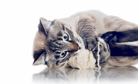 Thai purebred cat is playing with a ball of woolen threads on a white background. Portrait of a lying cat. A Thai-bred kitten. Small cat with blue eyes.