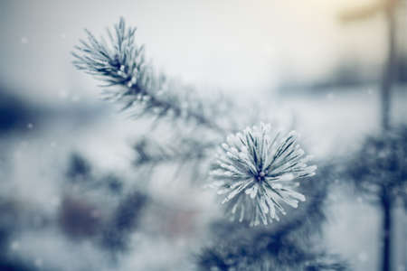 Branches of pine tree in frost and snow in the winter. Winter background. Frosty weather in December. Pine tree in the snow. Winter landscape.の写真素材