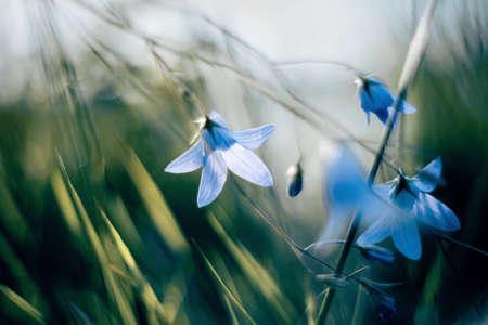 Harebell summer wildflowers - Campanula. Wild blue flowers. Summer blurred background with flowers.の写真素材