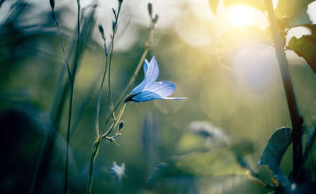 Harebell summer wildflowers - Campanula. Wild blue flowers. Summer blurred background with flowers.の写真素材