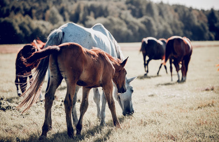 A herd of sporting horses grazing on the field. horses grazing in the field. Rural landscape.