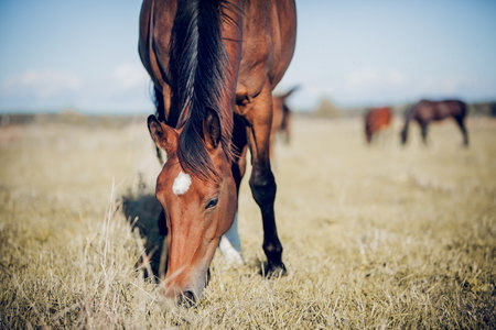 A herd of sporting horses grazing on the field. Muzzles of grazing horses close-up. horses grazing in the field. Rural landscape.の写真素材