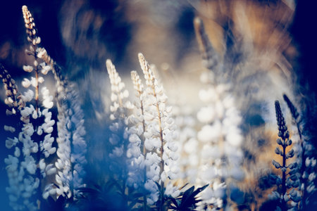 Wild-growing flowers of a lupine in the field. Unpretentious perennial colorful lupine...