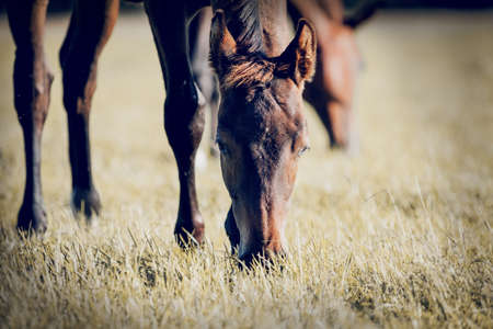 A herd of sporting horses grazing on the field. Muzzles of grazing horses close-up. horses grazing in the field. Rural landscape.の写真素材