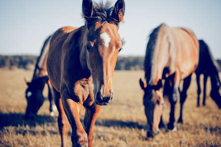 Curious foal grazing in the field in the herd. A herd of red sports horses. horses grazing in the field. Rural landscape.の写真素材