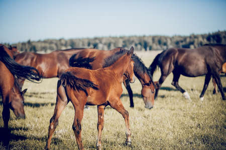 The Foal is grazing in a herd. A herd of sporting horses grazing on the field. horses grazing in the field. Rural landscape.の写真素材