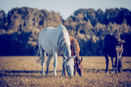 A herd of sporting horses grazing on the field. horses grazing in the field. Rural landscape.の写真素材