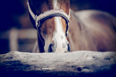 The nose of horse in halter in the paddock. horse muzzle close up. Sporty stallions dun color in a halter in the levada.の写真素材