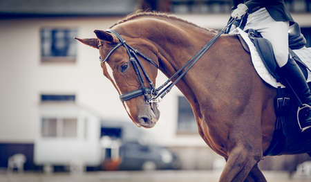 Portrait sports stallion in the double bridle. The legs of the rider in the stirrup, riding on a horse. Dressage of horses. Equestrian sports. horseback riding.の写真素材