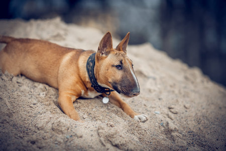 Ginger puppy miniature bull terrier has in the sand on the beach. Portrait of a dog. A pet.