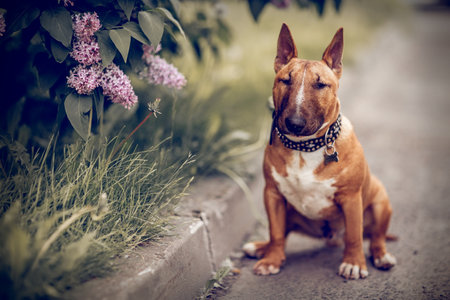 Ginger puppy miniature bull terriers sitting next to a lilac bush. Portrait of a dog. A pet.の写真素材