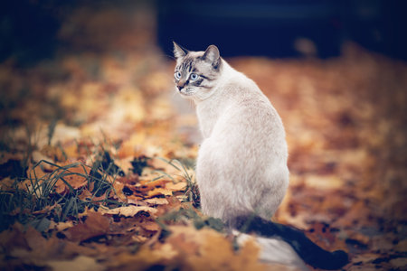 A Thai cat walks in autumn leaves. A lost cat with a striped muzzle. A cute tabby Thai kitten walks. A pet and nature. cat and autumn.の写真素材