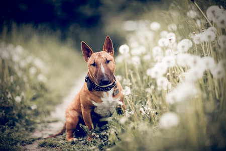 Ginger puppy miniature bull terriers sitting next to a lilac bush. Portrait of a dog. A pet.の写真素材