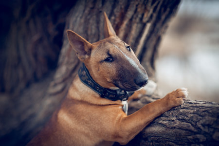 Ginger puppy miniature bull terrier is standing by a tree. portrait of a dog. A pet. The muzzle of a bull terrier.の写真素材