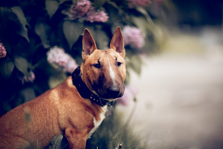 Portrait of a ginger puppy miniature bull terrier sitting next to a lilac bush. Portrait of a dog. A pet.の写真素材