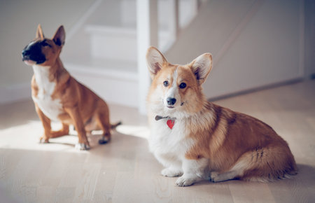Bull terrier and corgi dogs are sitting in the room. Ginger puppy miniature bull terrier. Portrait...