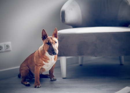 Ginger puppy miniature bull terrier. A red bull terrier sitting in the room near the armchair. Portrait of a dog. A pet.の写真素材