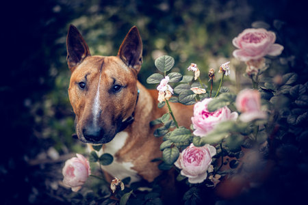Portrait of a red bull terrier in a pink rose bush. English Bull Terrier and roses.. Portrait of a dog. A pet. An animal in nature.の写真素材