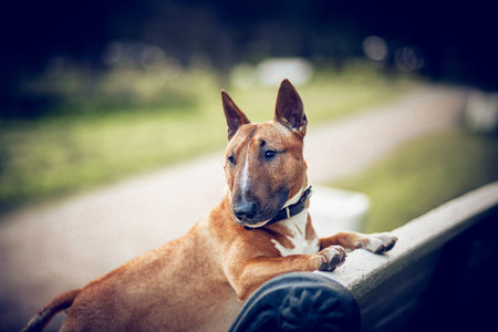 Ginger miniature bull terrier is standing on a white bench. English Bull Terrier. Portrait of a dog. A pet.の写真素材