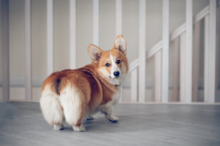 Portrait of a charming Pembroke Corgi dog. A beloved pet at home.の写真素材