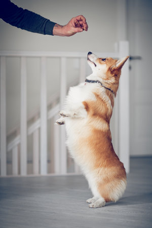 Portrait of a charming Pembroke Corgi dog. The dog reaches for a treat. A beloved pet at home.の写真素材