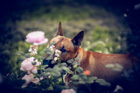 Portrait of a red bull terrier in a pink rose bush. English Bull Terrier and roses.. Portrait of a dog. A pet. An animal in nature.の写真素材