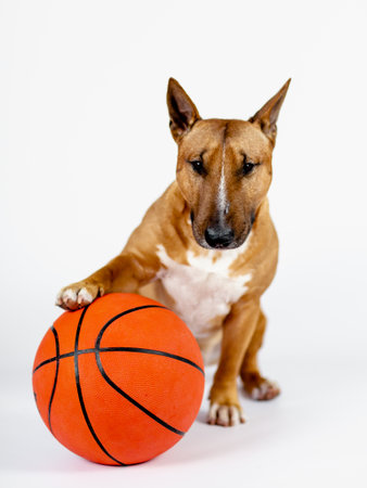 The image shows a dog sitting with light fur and expressive ears. It is playfully touching a basketball.の写真素材