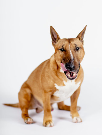 The image features a sitting bull terrier on a white background. It has short light fur, expressive...