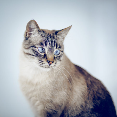 Portrait of a Thai tabby cat with blue eyes.Thai purebred cat.