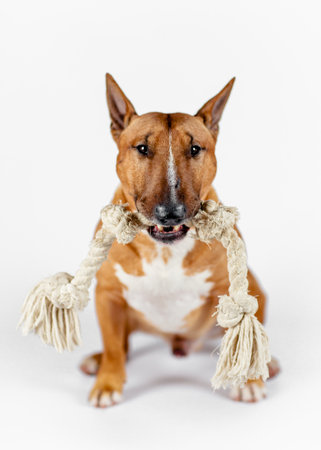 A serious bull terrier sits on a white background, gripping a knotted rope toy in its mouth. With perky ears, alert brown eyes, and a glossy brown-and-white coat, it stars confidently at the camera.の写真素材