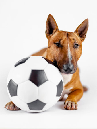 A playful brown bull terrier lies on a white floor, gazing intently at the camera while gently...