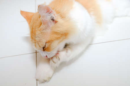 Yellow cat resting on the floorの写真素材