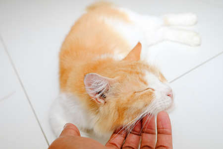 Closeup of human hand touch the cat face and the cat close eye.の写真素材