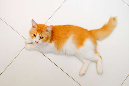 Yelow cat resting on the floorの写真素材