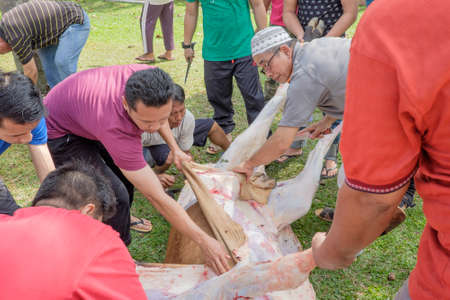 Muadzam Shah, Malaysia - SEPTEMBER 1st , 2017: Malaysian Muslim worked together skinning beef before distribute to the poor and community during Eid Al Adha ,the Feast of Sacrifice or Qurbanのeditorial素材