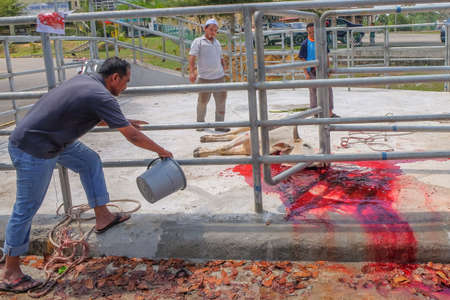Muadzam Shah, Malaysia â September 1st, 2017 : Unidentified  men clean the blood in halal slaughtering part of a cow during Eid Al-Adha Al Mubarak, the Feast of Sacrifice or Qurban.のeditorial素材