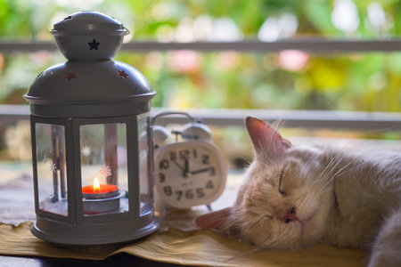 Ginger cat sleeps on the table near window next to the alarm
