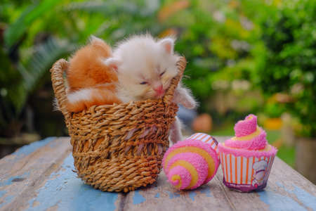 Cute red and cream little kittens sitting in a basket surrounded by green outdoorsの写真素材
