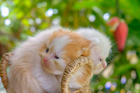 Cute red and cream little kittens sitting in a basket surrounded by green outdoorsの写真素材
