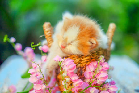 Cute red and cream little kittens sitting in a basket surrounded by green outdoorsの写真素材