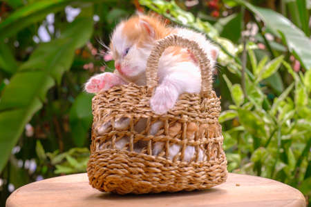 Cute red and cream little kittens sitting in a basket surrounded by green outdoorsの写真素材
