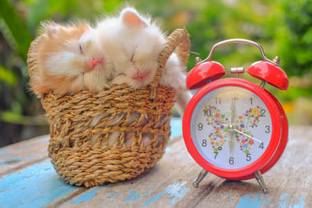 Cute red and cream little kittens sitting in a basket with red alarm clock surrounded by green outdoorsの写真素材
