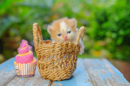 Cute red little kitten sitting in a basket surrounded by green outdoorsの写真素材