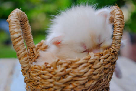 Cream little kitten sitting in a basket  surrounded by green outdoorsの写真素材
