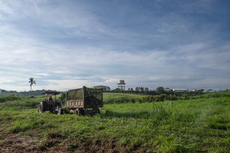 Muadzam Shah, Malaysia â Disember 6th  , 2017 :  Tractor mowing pasture for silage at The First Dairy Farm Sdn Bhd, Muadzam Shah, Pahang, Malaysia.のeditorial素材