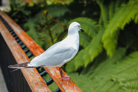 Beautiful shots of nature. Seagulls standing on handrail of bridge  in lovely beautiful Garden of Christchurch Botanic Gardensの写真素材