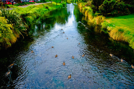 Beautiful shots of nature. Mallards swimming on a river in park , Christchurch, New Zealand