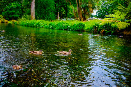 Beautiful shots of nature. Mallards swimming on a river in park , Christchurch, New Zealandの写真素材